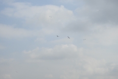 DSCN1765